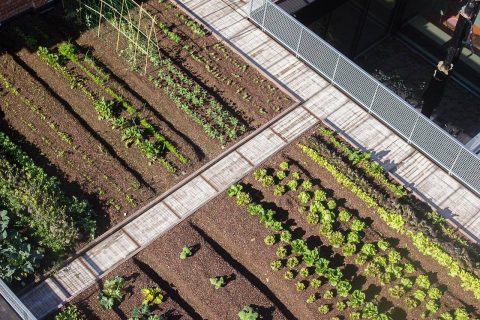 Réalisation des allées d'un grand potager en panneaux de bois
